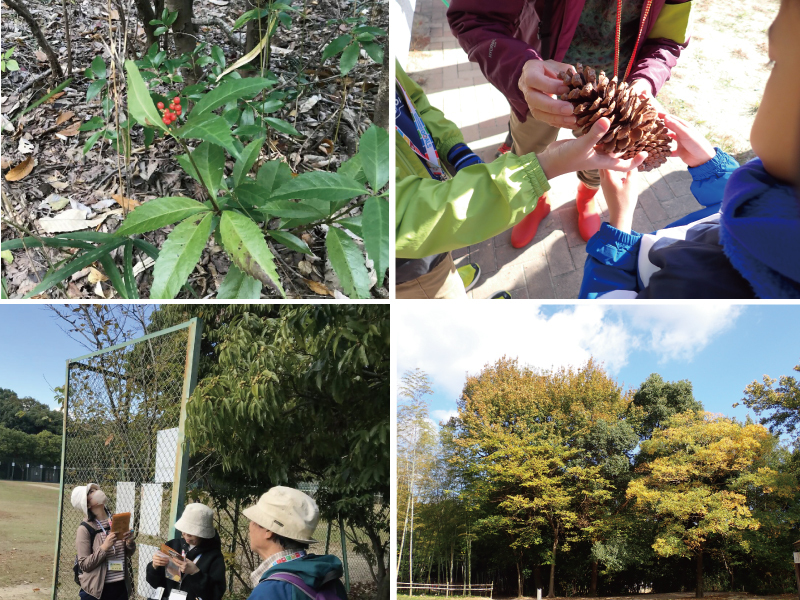 写真:黄色に色づく木々や散策途中の木の実など