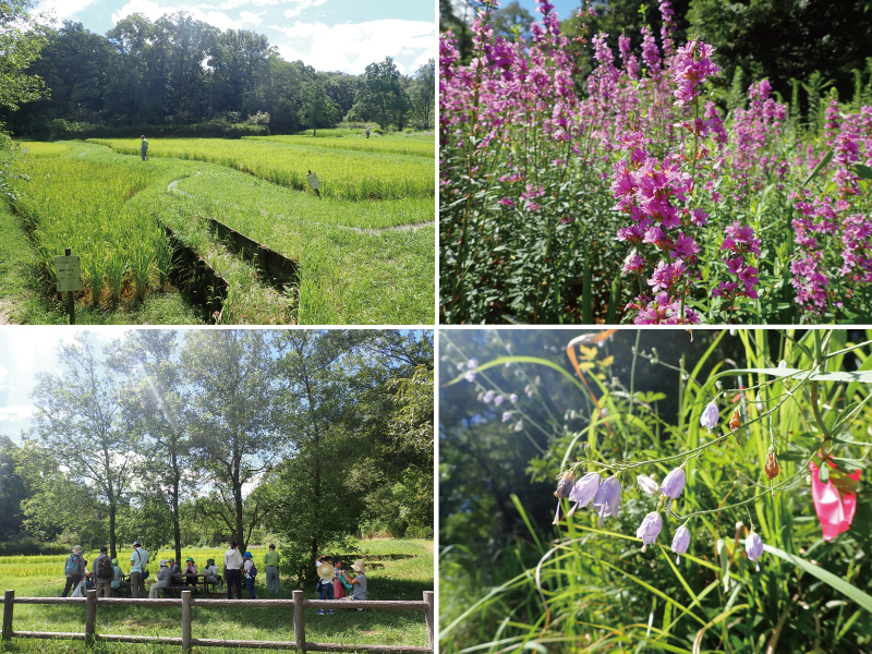 写真:棚田の風景