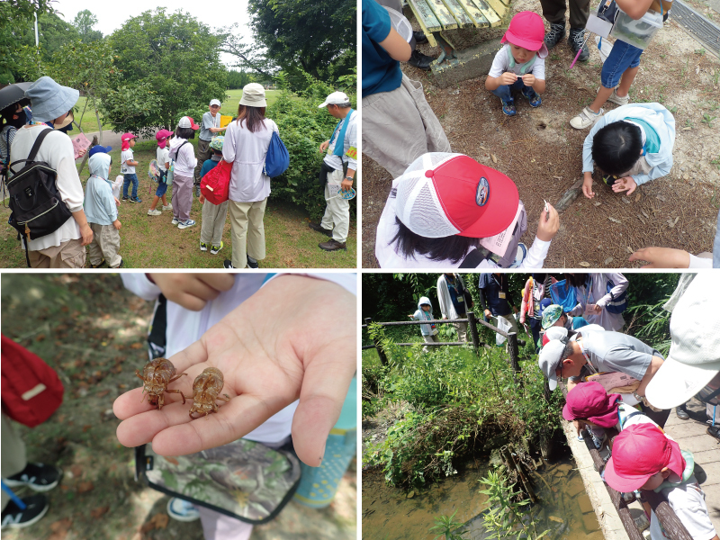 写真:セミの抜け殻や橋から川をのぞく参加者の様子