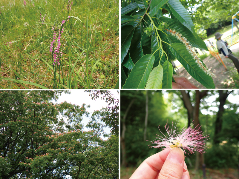写真:ネムノキの花や栗の花