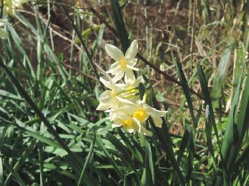 写真:スイセンの花が咲いている様子