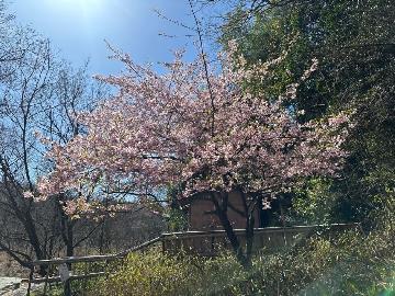 写真:河津桜が咲いている様子