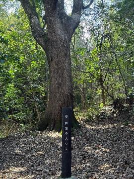 写真:立派なクスノキの様子