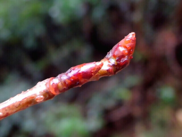 写真:サクラの冬芽の様子