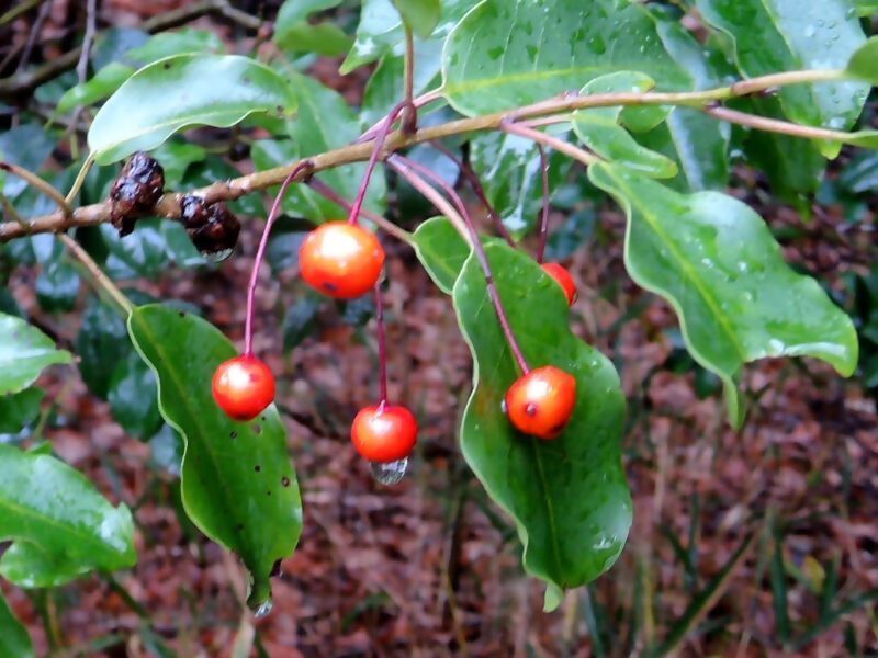 写真:ソヨゴの赤い実