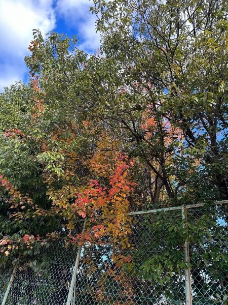 写真:紅葉した木々