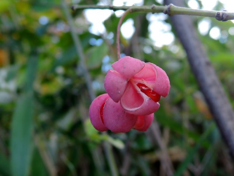 写真:マユミの赤い実