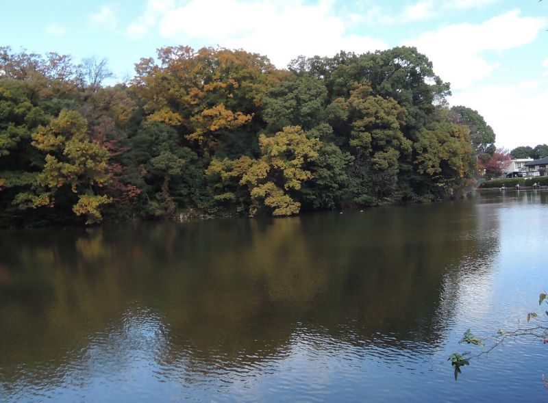 写真:色づき始めた明徳池の様子