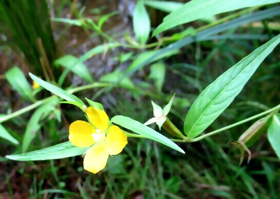写真:ヒレタゴボウの花