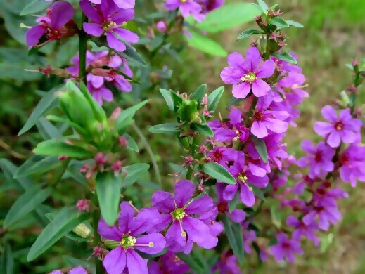 写真:ミソハギの花