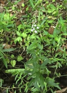 写真:ヌマトラノオの花