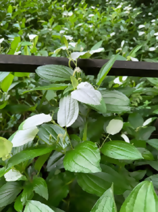 写真:ハンゲショウの葉