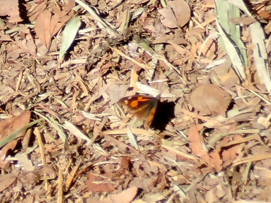 写真:テングチョウ