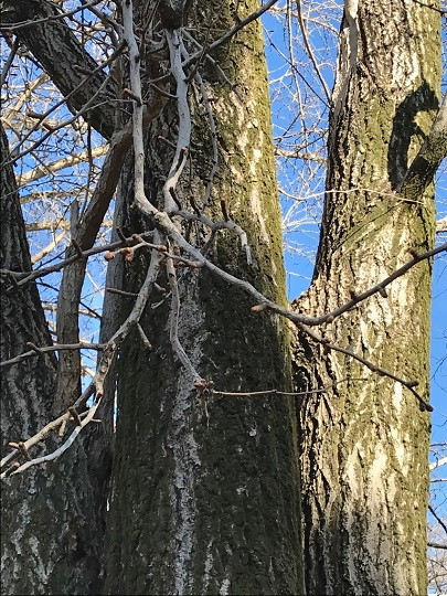 写真:冬芽の観察