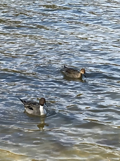 写真:オナガガモの雄と雌