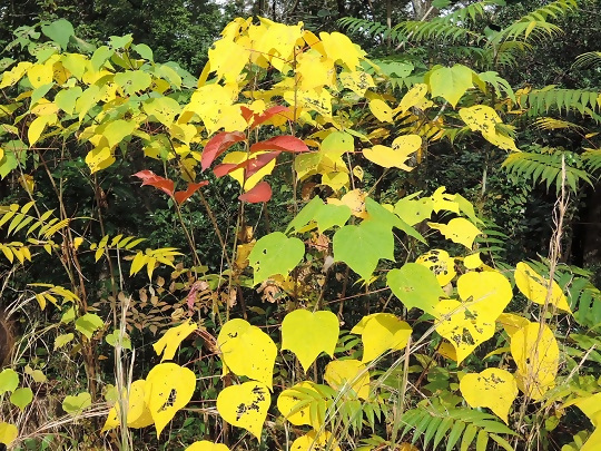 写真:アカメガシワとカキノキの紅葉
