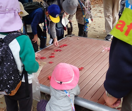 写真:紅葉した葉の見比べ