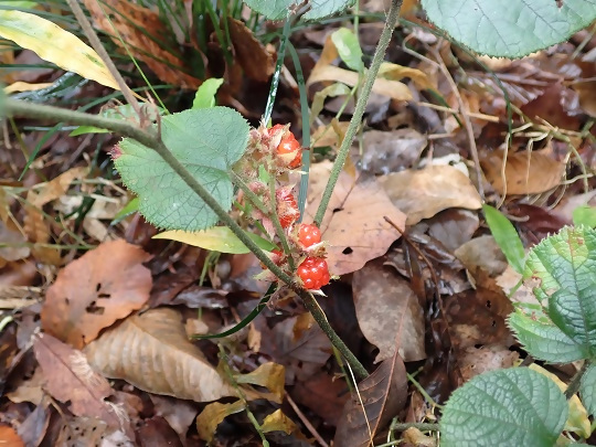 写真:フユイチゴ