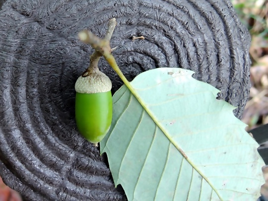 写真:地面に落ちた緑色のドングリの実