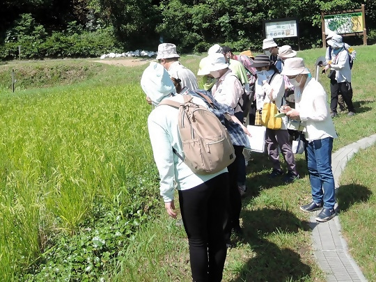 写真:棚田での観察の様子