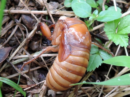 写真:セミの幼虫