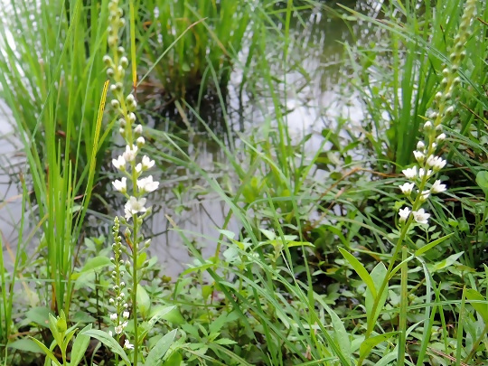 写真:ヌマトラノオの花