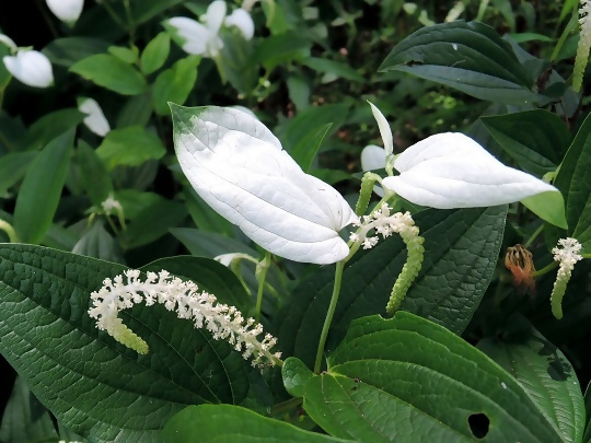 ハンゲショウの写真