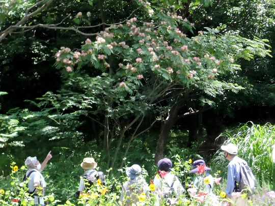 ネムノキの写真