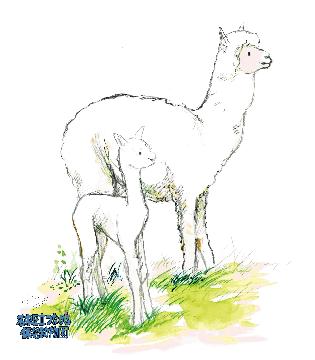 アルパカのイラスト