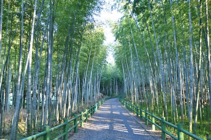 優秀賞作品の写真10