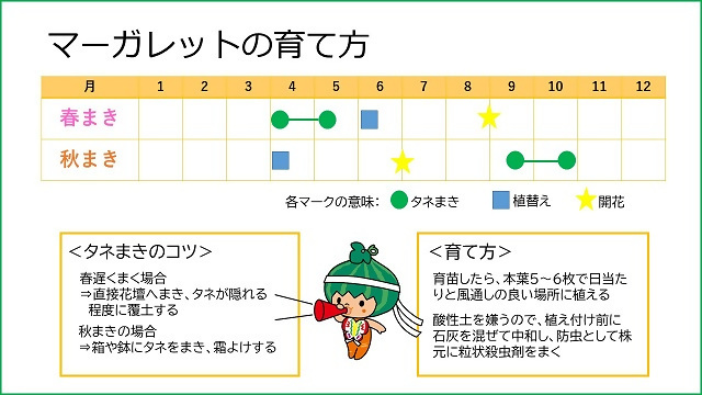 イラスト：マーガレットの育て方
