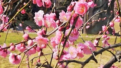 写真：梅の木のアップ