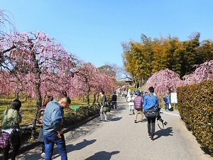 写真：農業センターで梅を鑑賞する人々