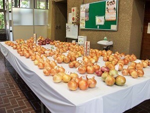 写真：沢山のタマネギが展示される様子