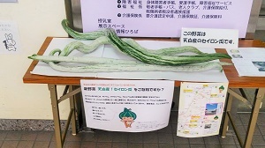 写真：収穫されたセイロンウリが展示されている様子