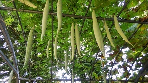 写真：棚から長く伸びて釣り下がっているセイロンウリの様子