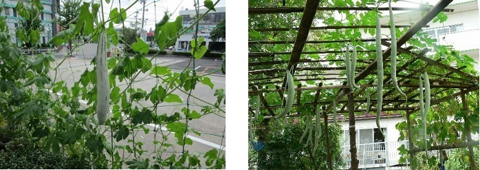 写真：天白消防署のセイロン瓜と、特別養護老人ホーム誠和荘のセイロン瓜