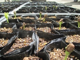 写真：セイロン瓜の苗です