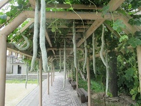 写真：校庭にある藤棚のセイロン瓜ロードです
