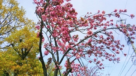 写真：高坂八重桜1