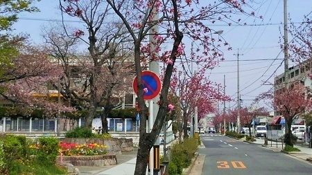 写真：高坂八重桜2