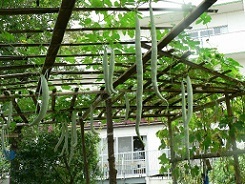 写真：棚田にぶら下がるセイロン瓜の様子