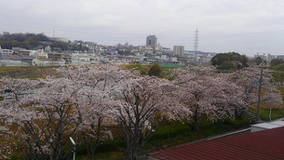 写真：区長室から観る天白川の桜並木