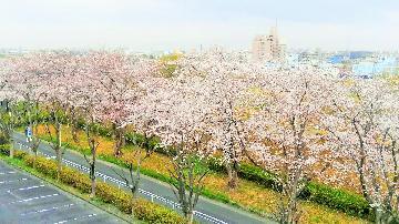 写真：天白川の桜（区長室から）
