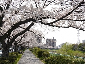 写真:天白川緑道で枝を広げる桜の様子