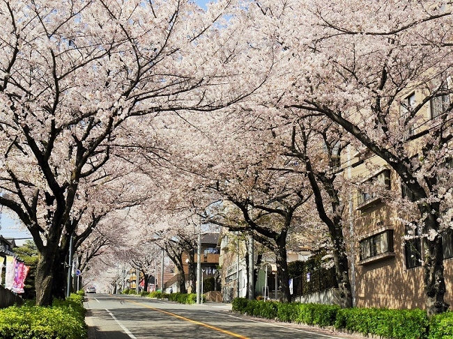 写真:植田の街路樹の桜並木がトンネルのように咲いている様子