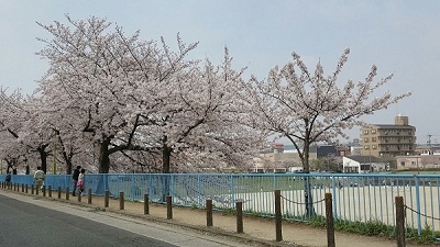 写真:植田中央公園の桜の様子