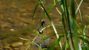 写真:島田湿地の生き物