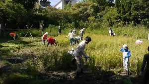 写真:荒池緑地で稲刈りをしている様子
