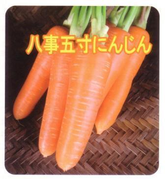 写真：八事五寸にんじんが並んでいます。